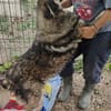 Woody, freundlicher Rüde sucht neues Zuhause