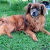 Caraman sucht ein Zuhause