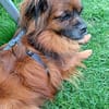 Caraman sucht ein Zuhause