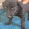 Molly BE  sanftes Hundemädchen sucht ihr Zuhause