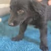 Molly BE  sanftes Hundemädchen sucht ihr Zuhause