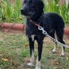 Zoe, kleine Hündin sucht neues Zuhause