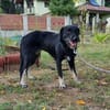 Zoe, kleine Hündin sucht neues Zuhause