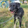 Zoe, kleine Hündin sucht neues Zuhause