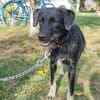 Zoe, kleine Hündin sucht neues Zuhause