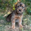 Zadorka bezauberndes Hundekind sucht Ihr Für-Immer-Körbchen