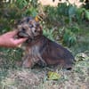 Zadorka bezauberndes Hundekind sucht Ihr Für-Immer-Körbchen