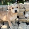 Gotfrid KK verspieltes JunghundJuwel sucht liebevolle Mens