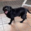 Benni BR  besonderer Herzenshund sucht Menschen mit großem