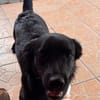 Benni BR  besonderer Herzenshund sucht Menschen mit großem