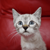 Bulle (en cours d'adoption)