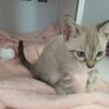 Bulle (en cours d'adoption)