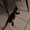 BIJOU