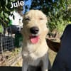 JULE  eine Schönheit ...
