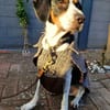 Sir Henry - neues Zuhause gesucht