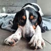Sir Henry - neues Zuhause gesucht