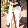 Sir Henry - neues Zuhause gesucht