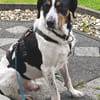 Sir Henry - neues Zuhause gesucht