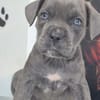 Cane Corso Welpe Lissy sucht ihre Menschen
