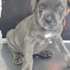Cane Corso Welpe Lissy sucht ihre Menschen