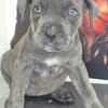 Cane Corso Welpe Lissy sucht ihre Menschen