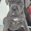 Cane Corso Welpe Lissy sucht ihre Menschen