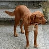 Noah sucht sein neues Zuhause fürs Leben