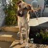 Die liebe Fibi sucht ihr Zuhause