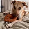 Die liebe Fibi sucht ihr Zuhause