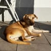 Die liebe Fibi sucht ihr Zuhause