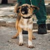 Kleine Pfoten, großes Herz sucht ihr Zuhause