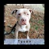 Tyson - ein Schönheit