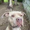 Tyson - ein Schönheit