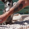 Friedolin - kleiner Entdecker sucht sein Für-immer-Zuhause