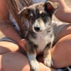 Friedolin - kleiner Entdecker sucht sein Für-immer-Zuhause