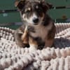 Friedolin - kleiner Entdecker sucht sein Für-immer-Zuhause