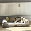 Sensible Senna sucht Zuhause