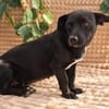 Kassia sucht ein ruhiges Zuhause