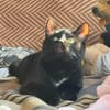 Ulli FeLV+ Liebe auf den zweiten Blick, aber fürs ganze Lebe