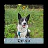 ZELDA, sportlich und intelligent