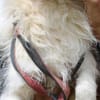 Sinco - kinderlieber Familienhund