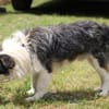 Sinco - kinderlieber Familienhund