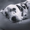 Carl sucht ein neues Zuhause/Pflegestelle