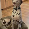 Carl sucht ein neues Zuhause/Pflegestelle
