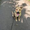 Rambo sucht ein Zuhause
