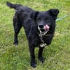BIMALsozialer Familienhund wartet schon in 67753 Aschbach