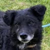 BIMALsozialer Familienhund wartet schon in 67753 Aschbach
