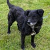 BIMALsozialer Familienhund wartet schon in 67753 Aschbach