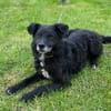 BIMALsozialer Familienhund wartet schon in 67753 Aschbach