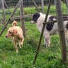 Charlie-freundlicher Senior sucht ein ruhiges Zuhause